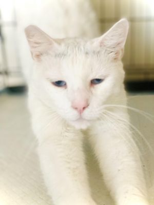 Meet Winter a stunning white cat with piercing blue eyes who will melt your heart with his love and