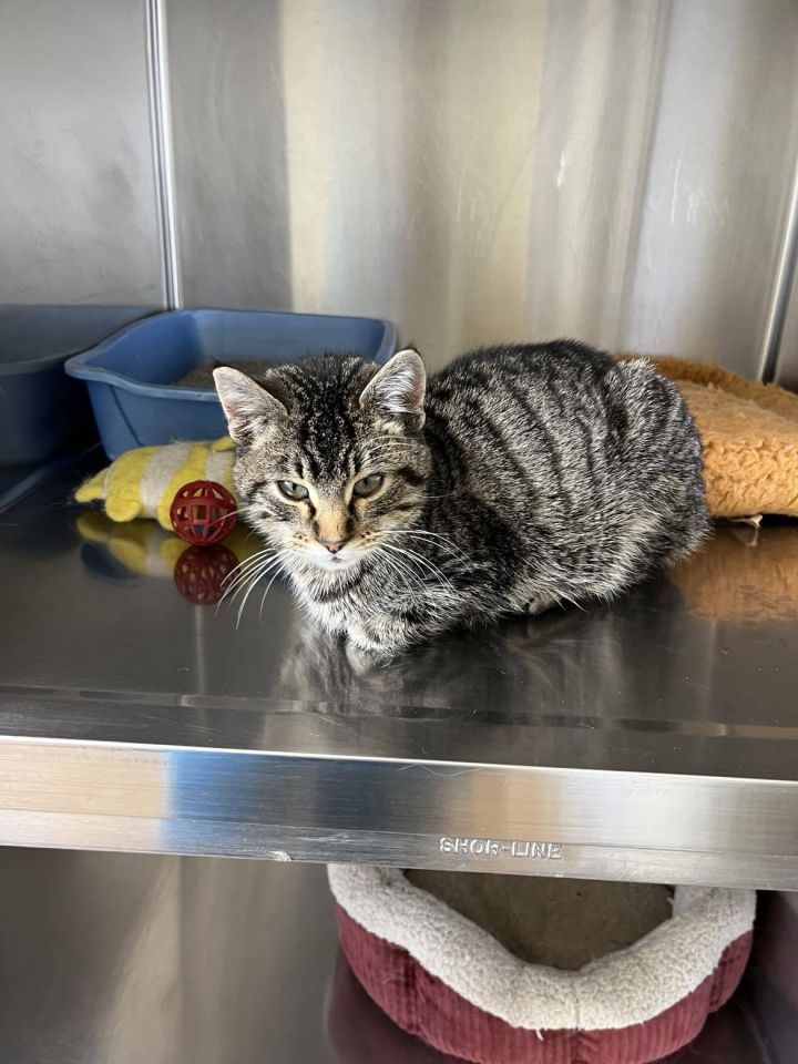 Cat for adoption Sebastian, a Tiger & Domestic Short Hair Mix in