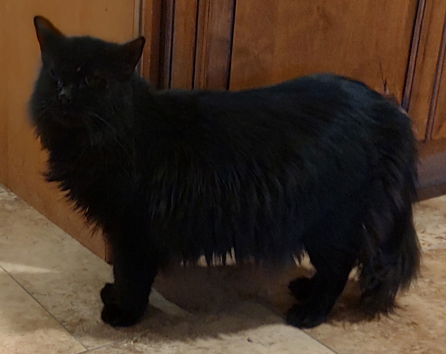 Stevie Budd, an adoptable Domestic Long Hair in Phoenix, AZ, 85023 | Photo Image 1