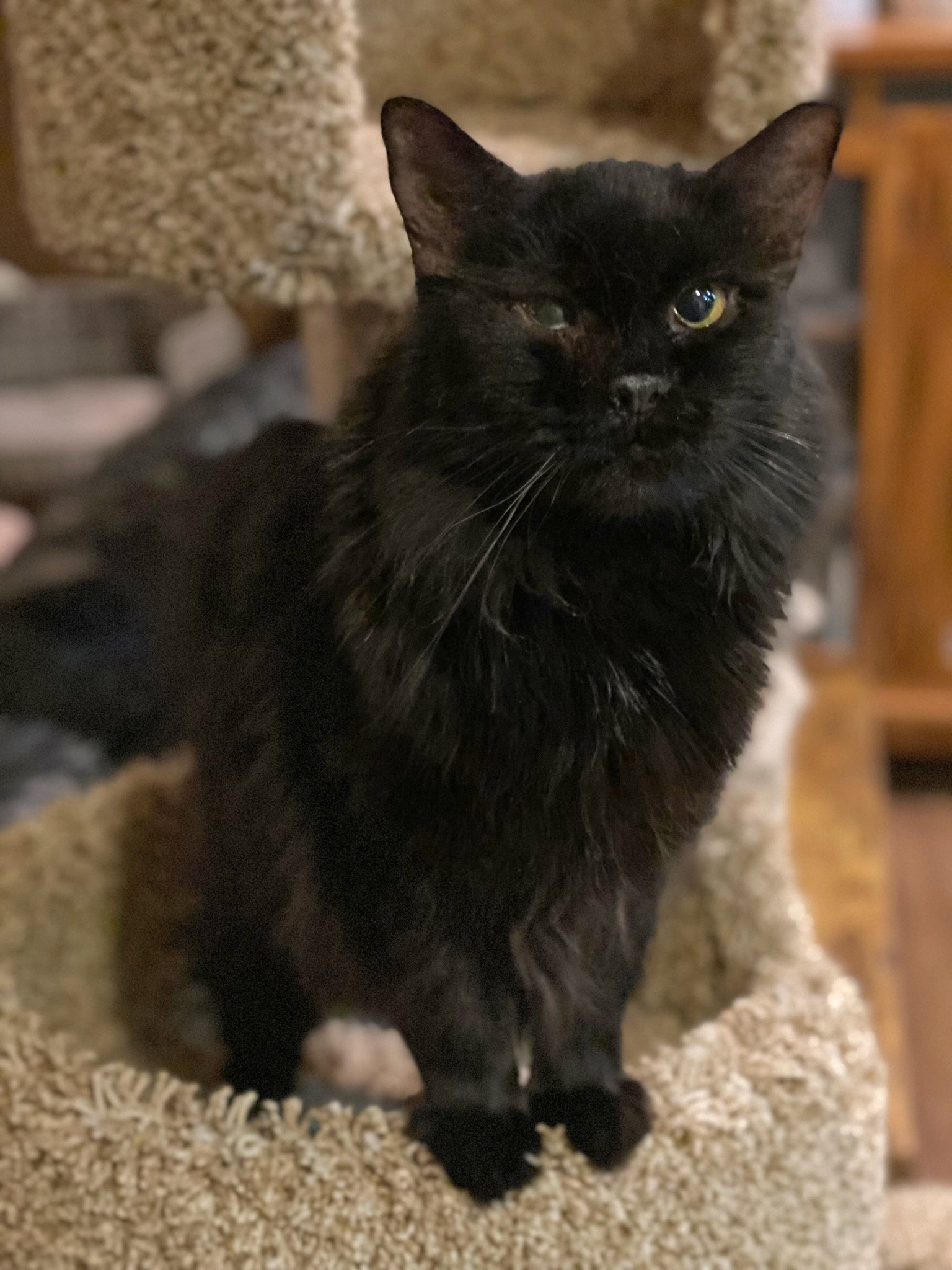 Stevie Budd, an adoptable Domestic Long Hair in Phoenix, AZ, 85023 | Photo Image 1
