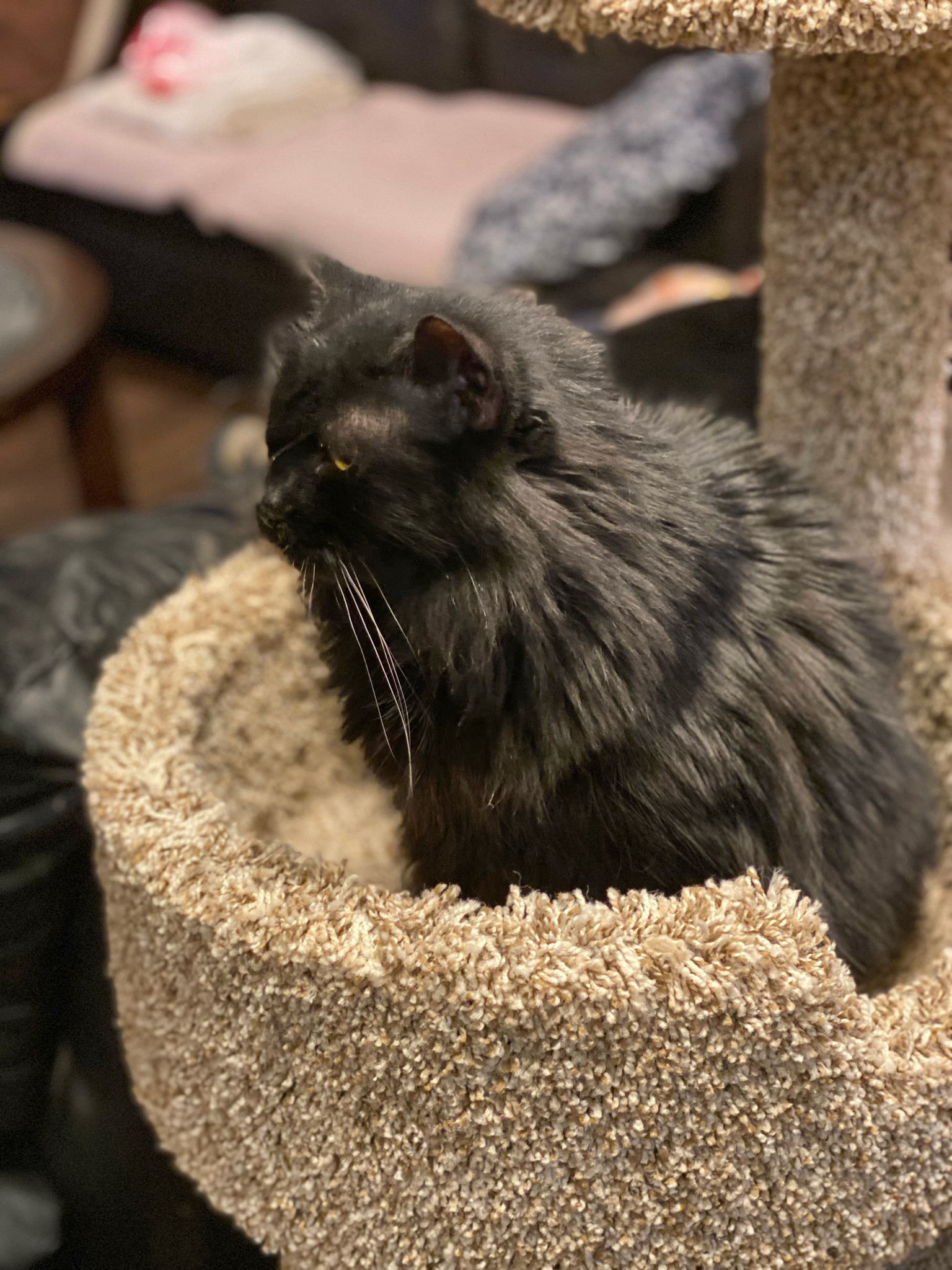 Stevie Budd, an adoptable Domestic Long Hair in Phoenix, AZ, 85023 | Photo Image 2