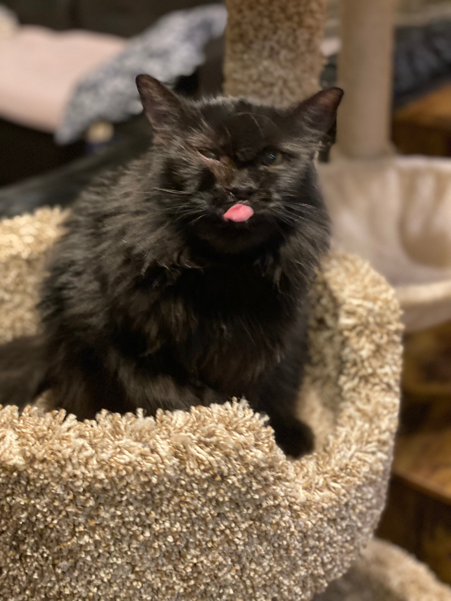 Stevie Budd, an adoptable Domestic Long Hair in Phoenix, AZ, 85023 | Photo Image 3