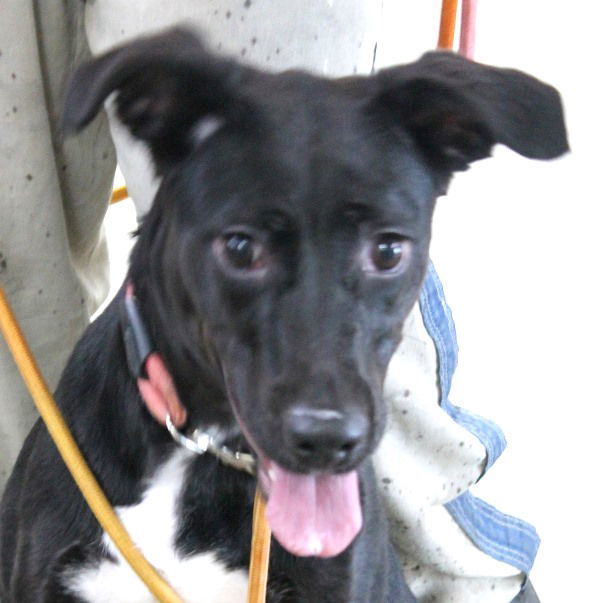 Dog For Adoption - Haven, A Labrador Retriever & Hound Mix In 