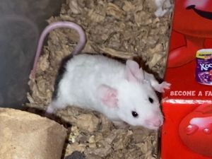 Mouse adoption hot sale near me