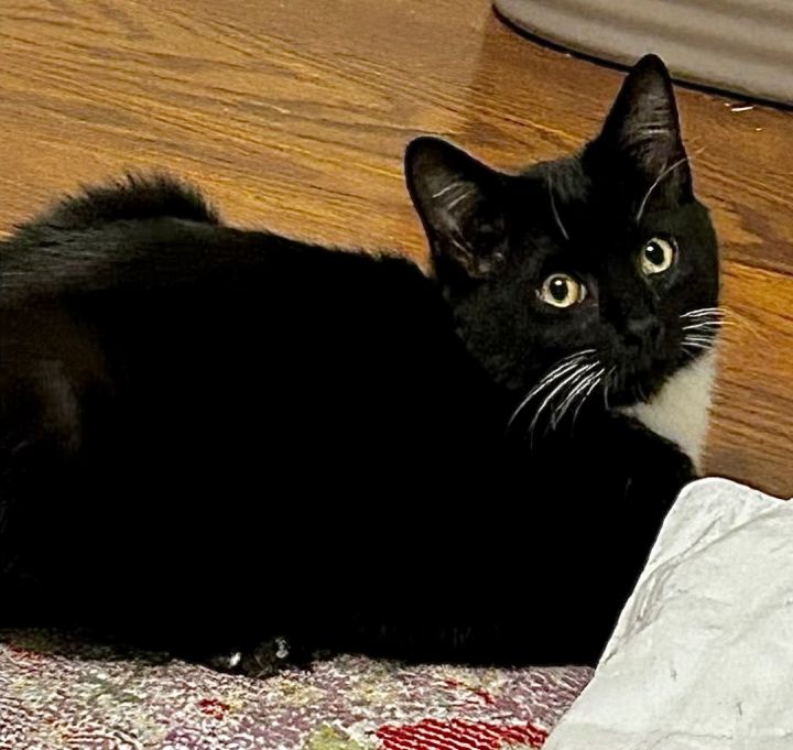 Cat for adoption - Boo - North Conroe Petsmart , a Tuxedo & Domestic ...