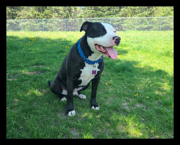 Vinny *FOSTER HOME NEEDED* 1