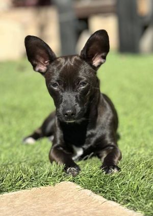 You can fill out an adoption application online on our official websiteIntroducing Minnie Driver t