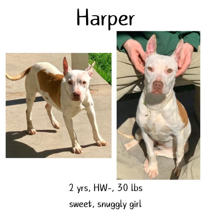 Harper 1