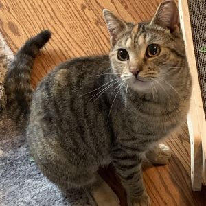 Ree is an active gal who loves to play She is a beautiful Torbie who really likes to play with