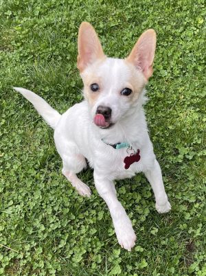 Animal Profile Noodle is an adorable 7 month old chihuahua mix who was rescued from southern CA H