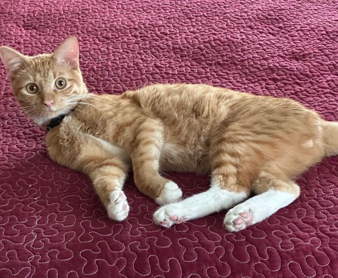 Cat for adoption Atari, a Domestic Short Hair in Watonga, OK Petfinder