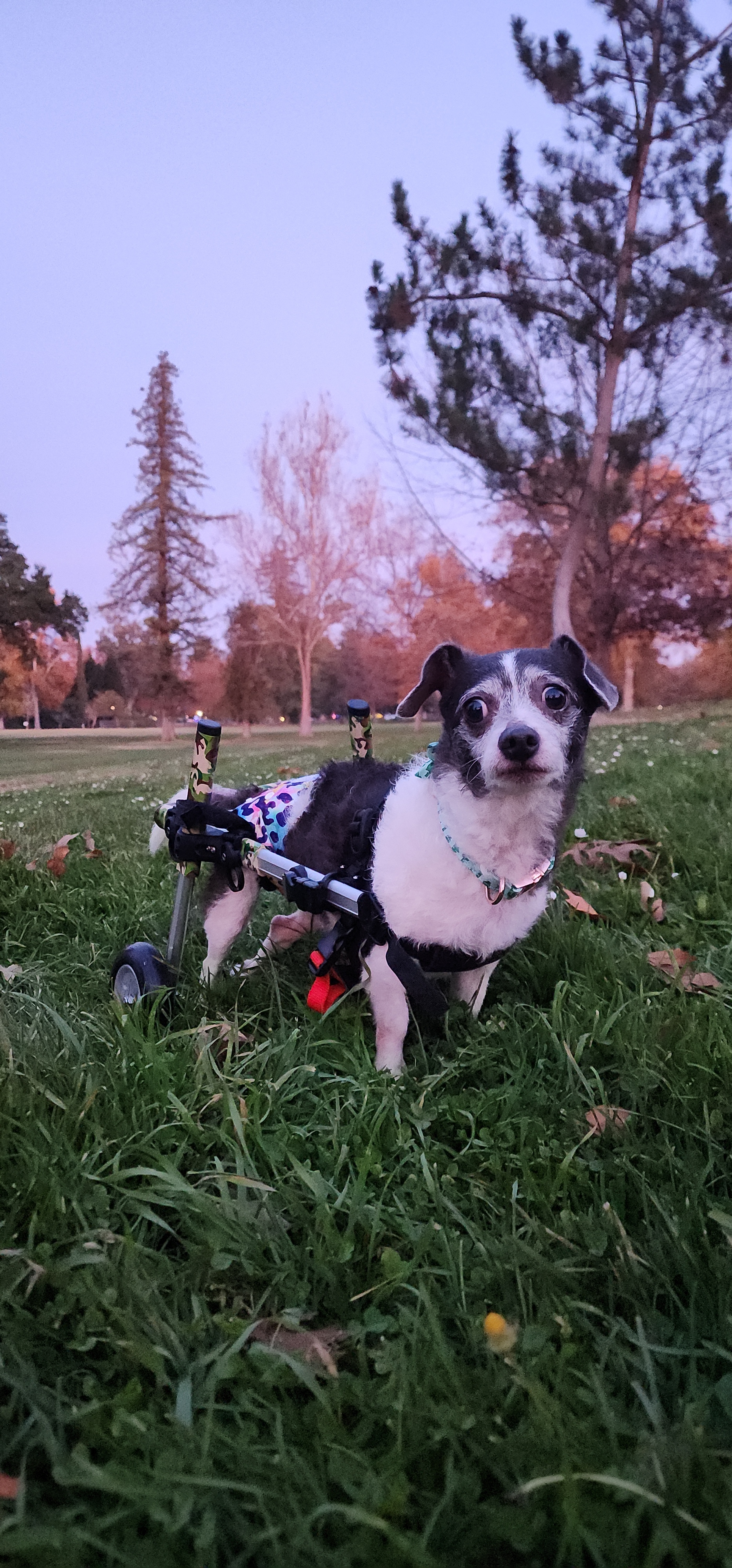 Dottie, an adoptable Terrier in Sparks, NV, 89431 | Photo Image 1