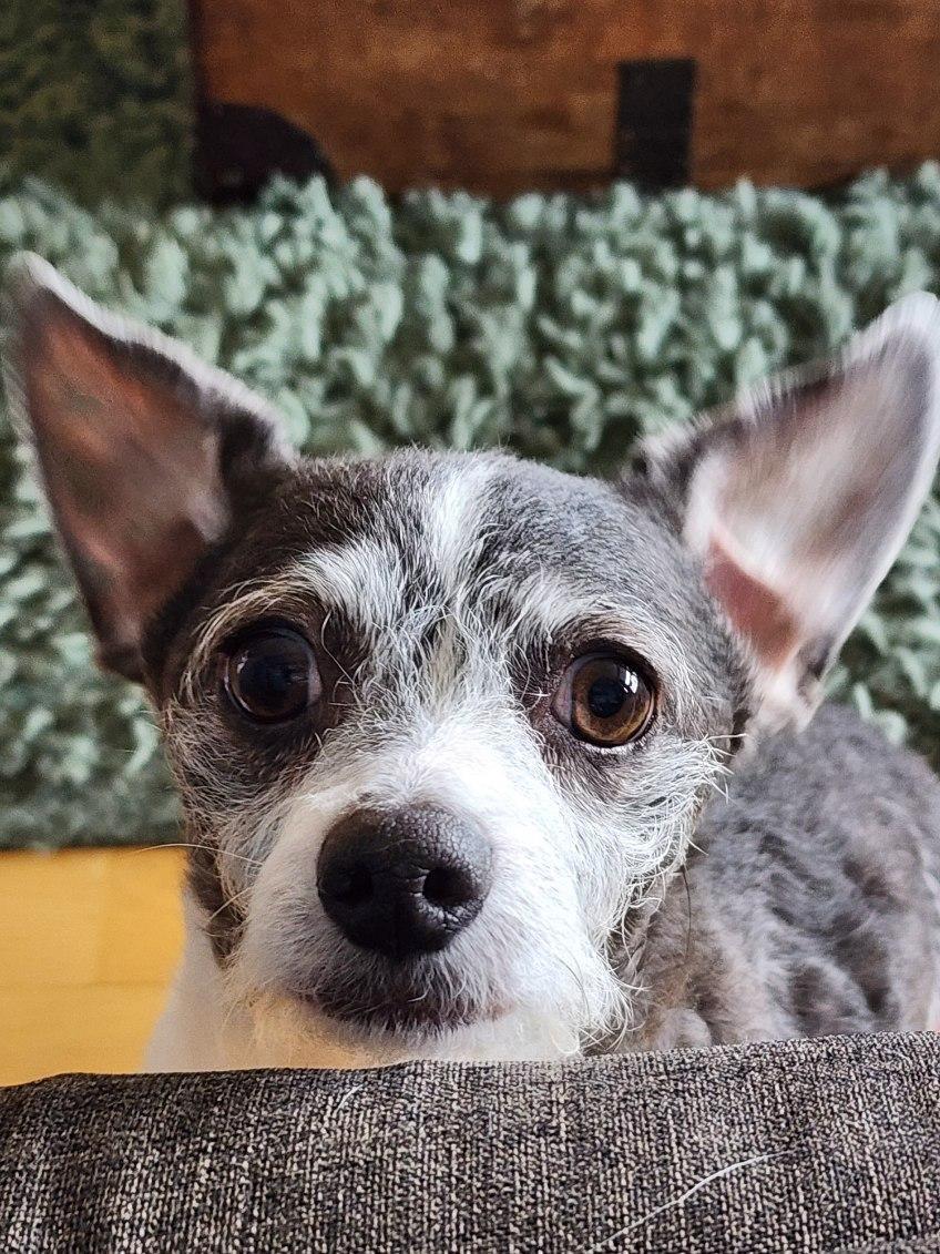 Dottie, an adoptable Terrier in Sparks, NV, 89431 | Photo Image 2