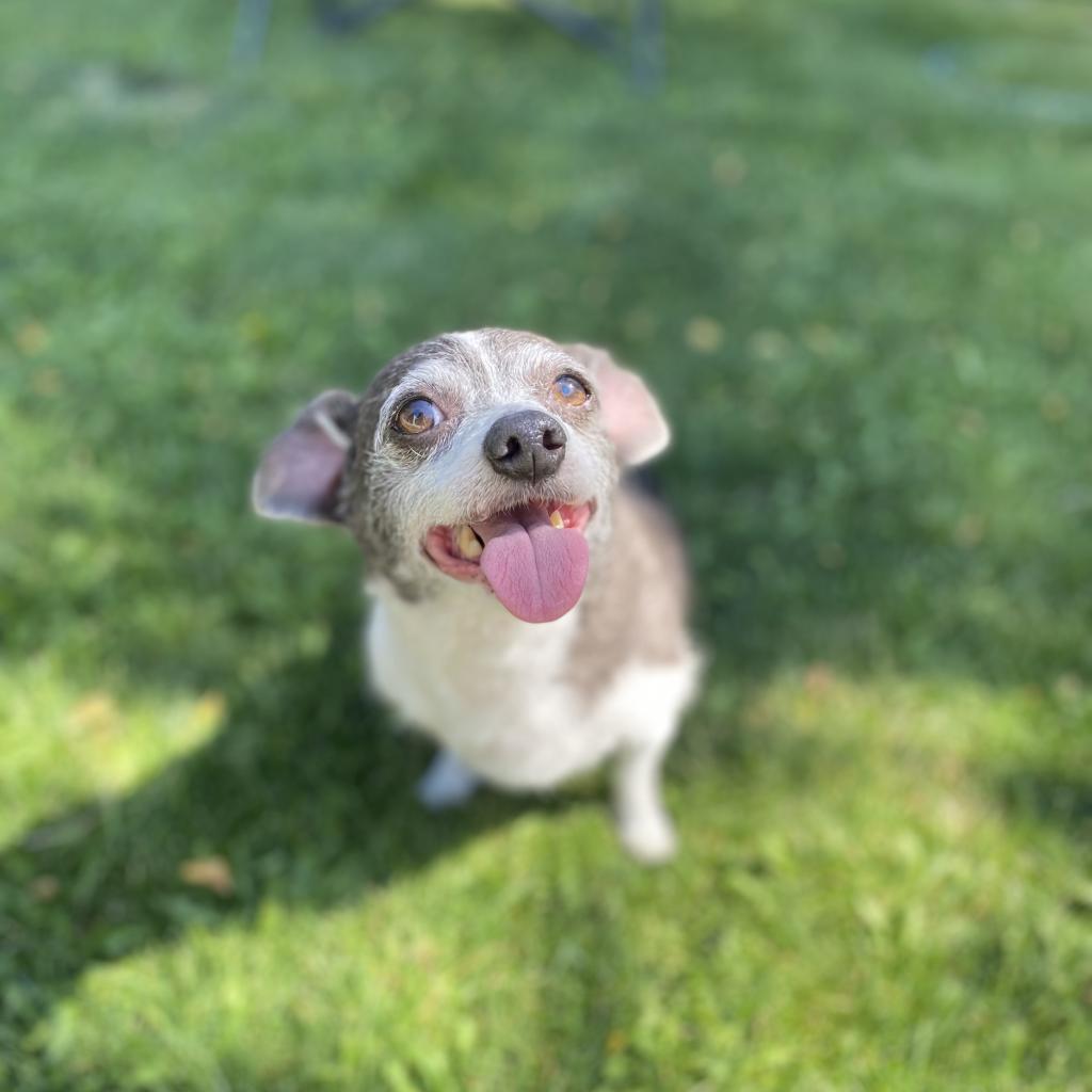 Dottie, an adoptable Terrier in Sparks, NV, 89431 | Photo Image 3