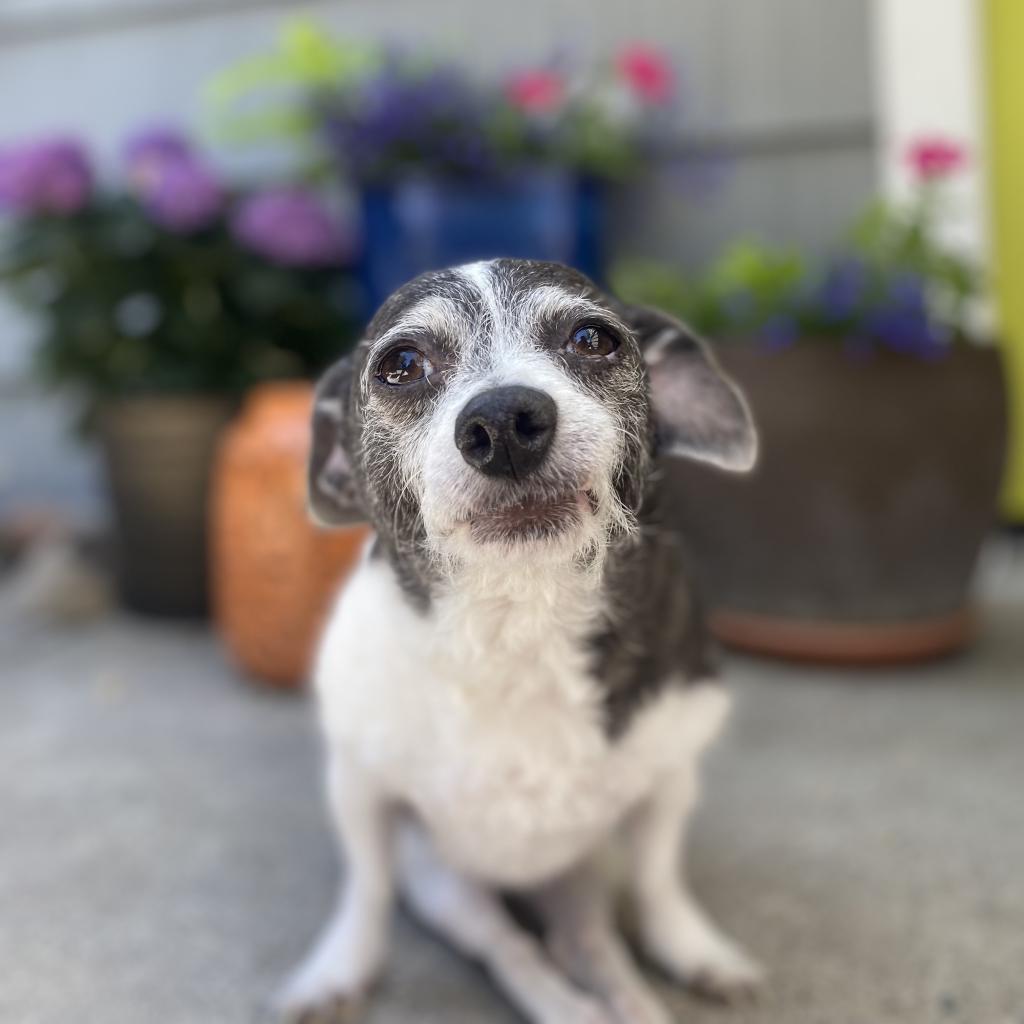 Dottie, an adoptable Terrier in Sparks, NV, 89431 | Photo Image 4