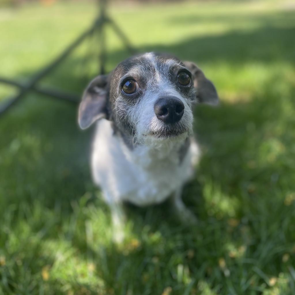 Dottie, an adoptable Terrier in Sparks, NV, 89431 | Photo Image 5