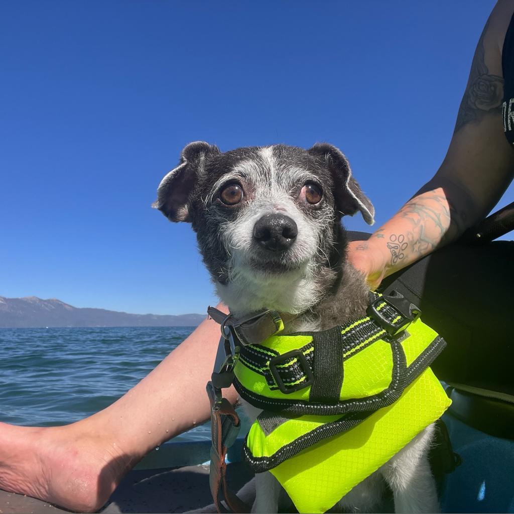 Dottie, an adoptable Terrier in Sparks, NV, 89431 | Photo Image 6