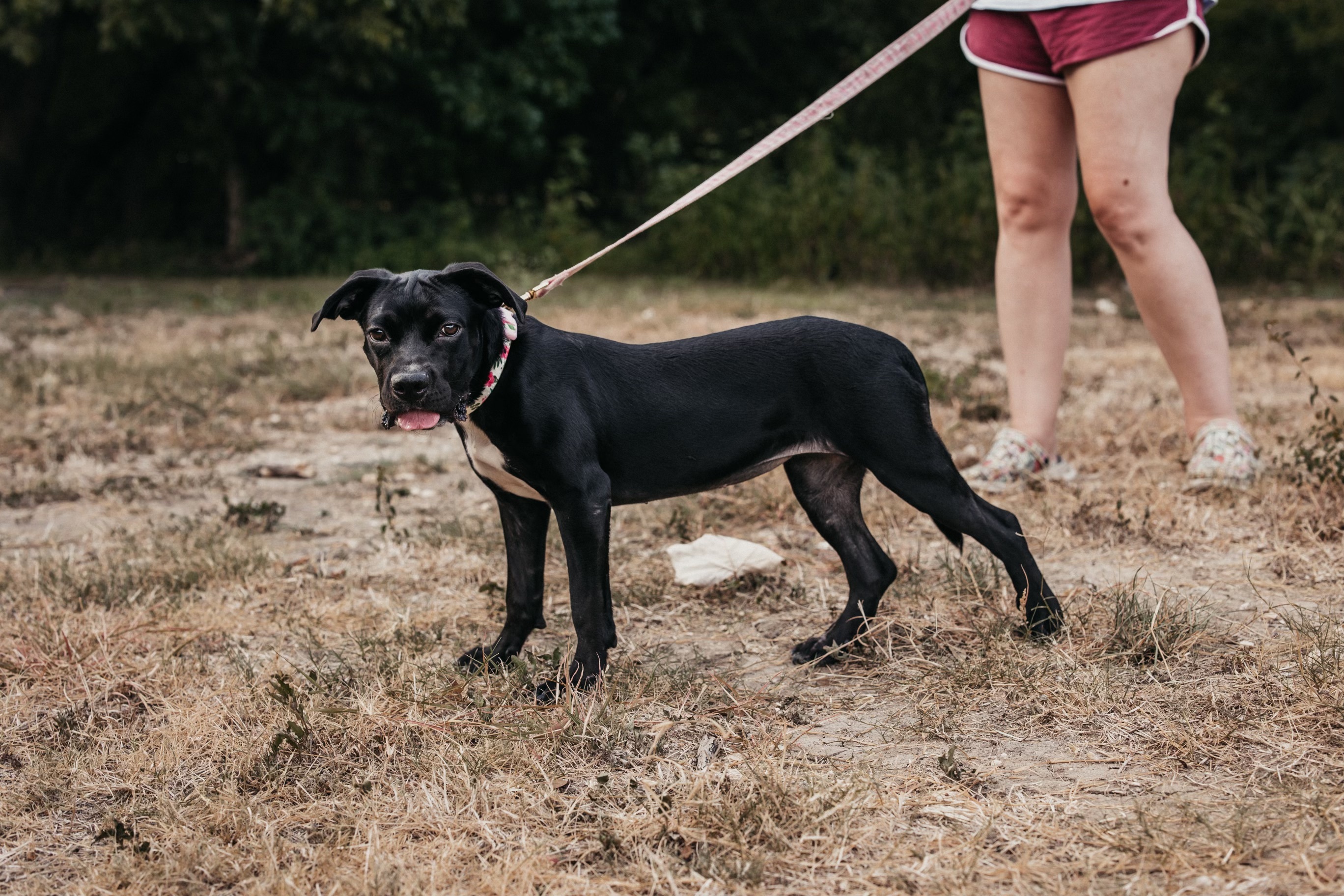 Egypt, an adoptable Boxer in Sparks, NV, 89431 | Photo Image 9