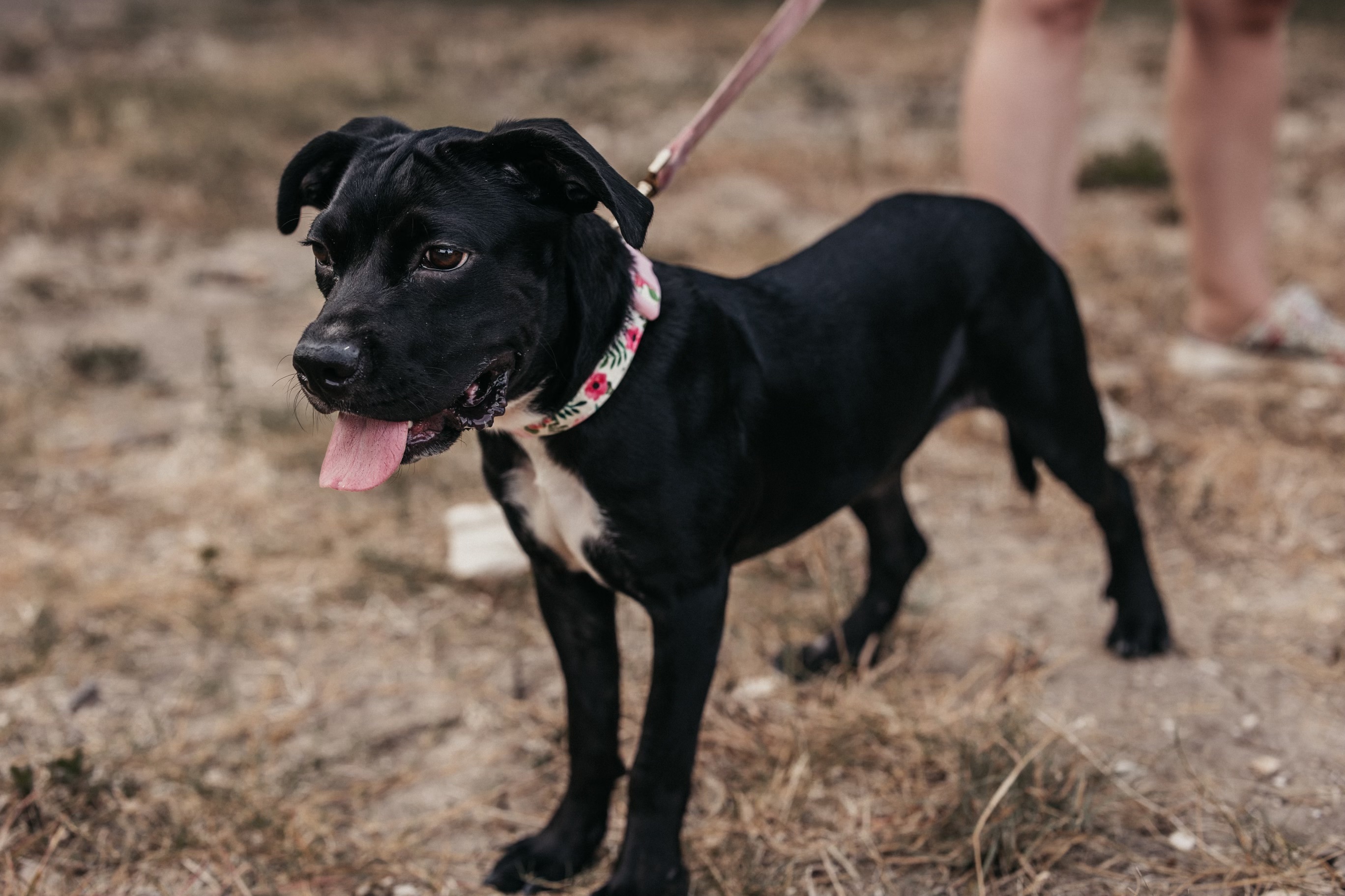 Egypt, an adoptable Boxer in Sparks, NV, 89431 | Photo Image 10