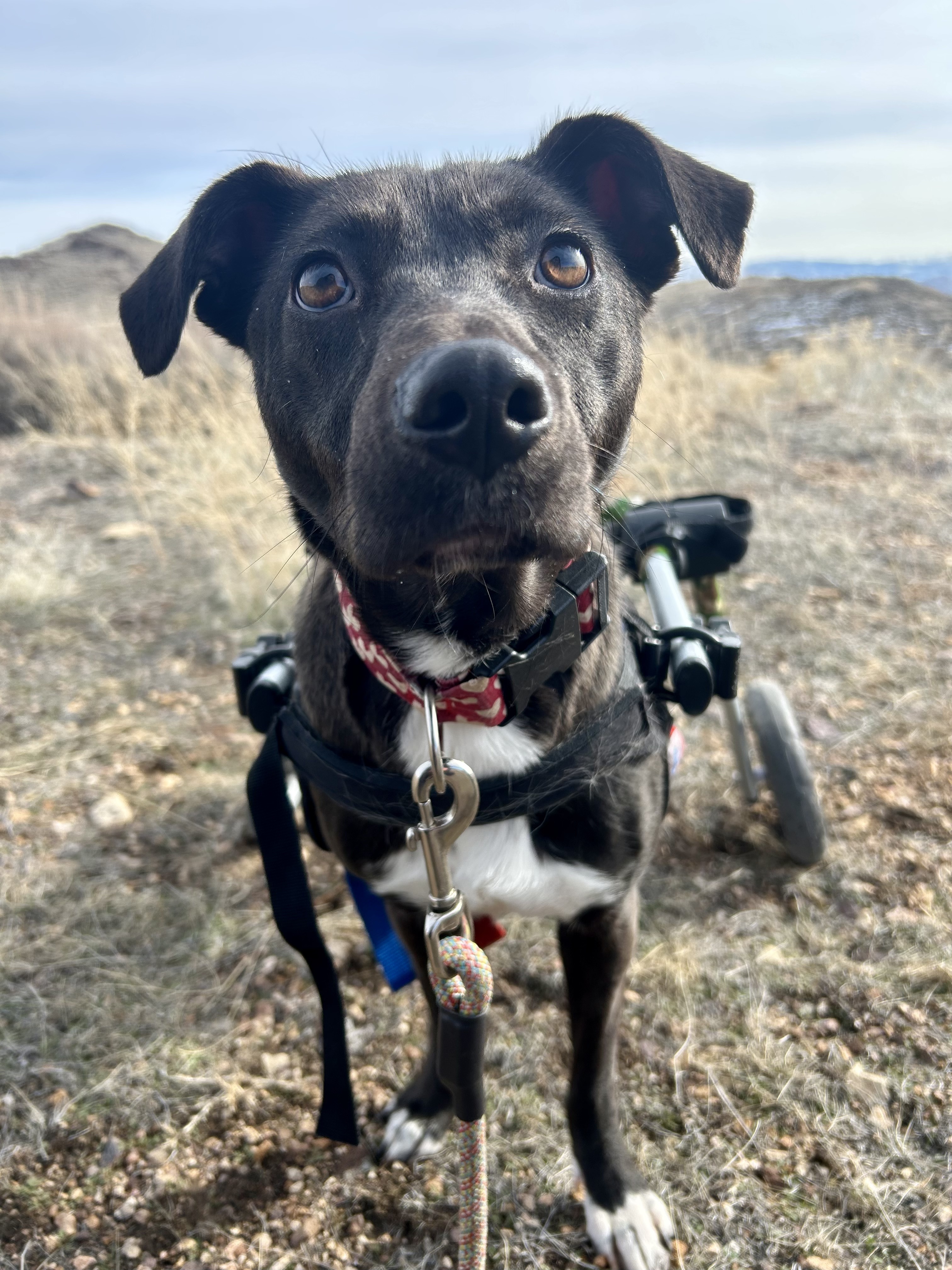 Holly, an adoptable Labrador Retriever in Sparks, NV, 89431 | Photo Image 6