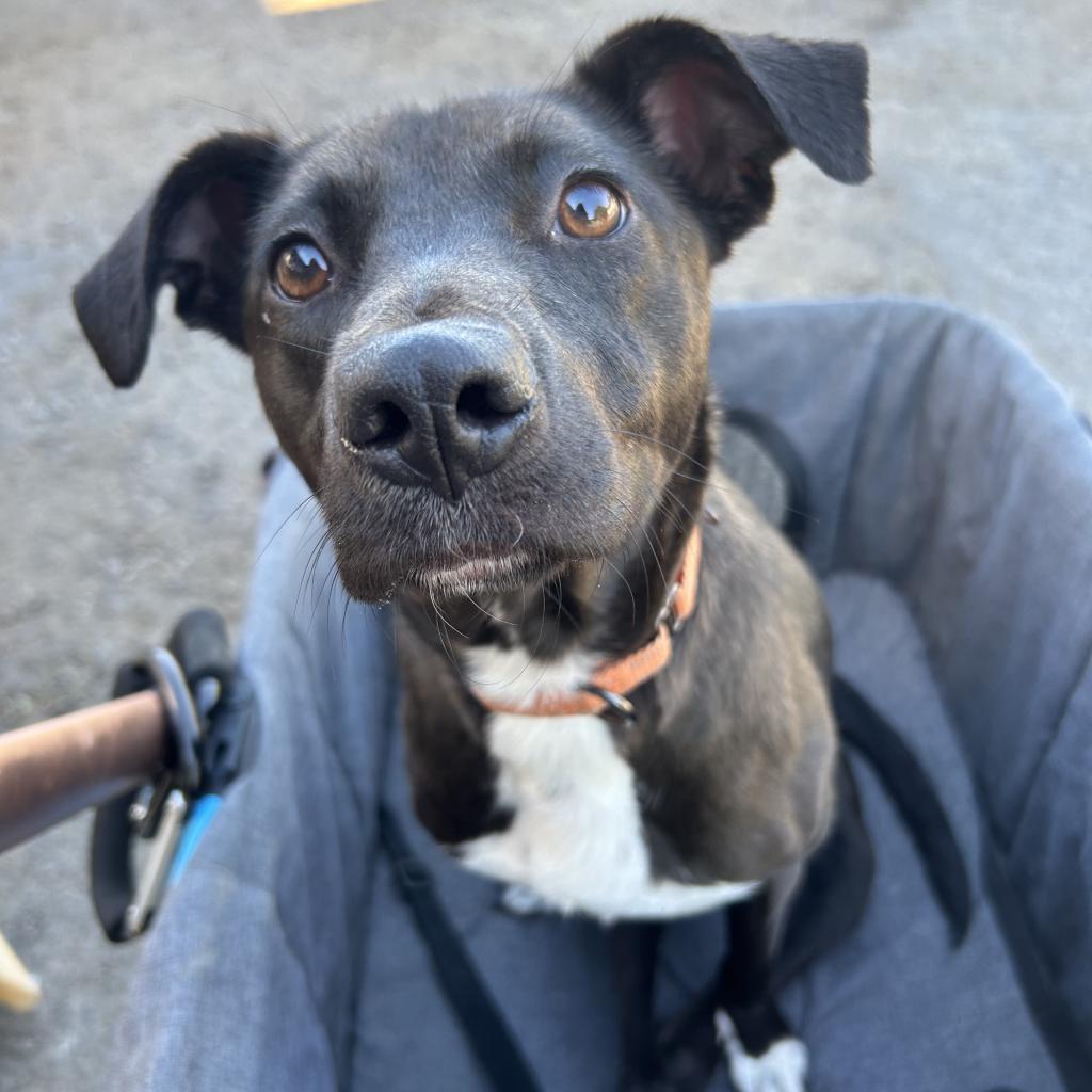 Holly, an adoptable Labrador Retriever in Sparks, NV, 89431 | Photo Image 8