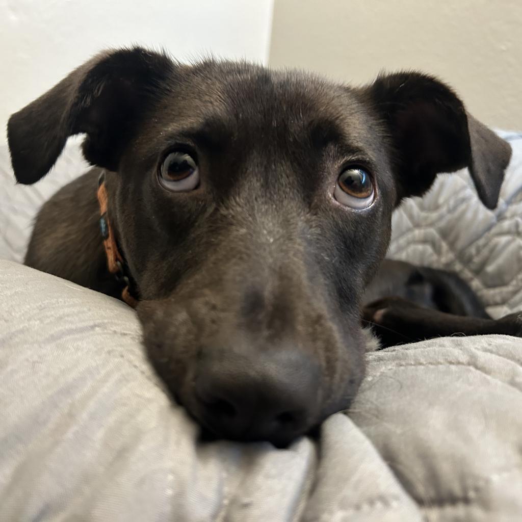 Holly, an adoptable Labrador Retriever in Sparks, NV, 89431 | Photo Image 10