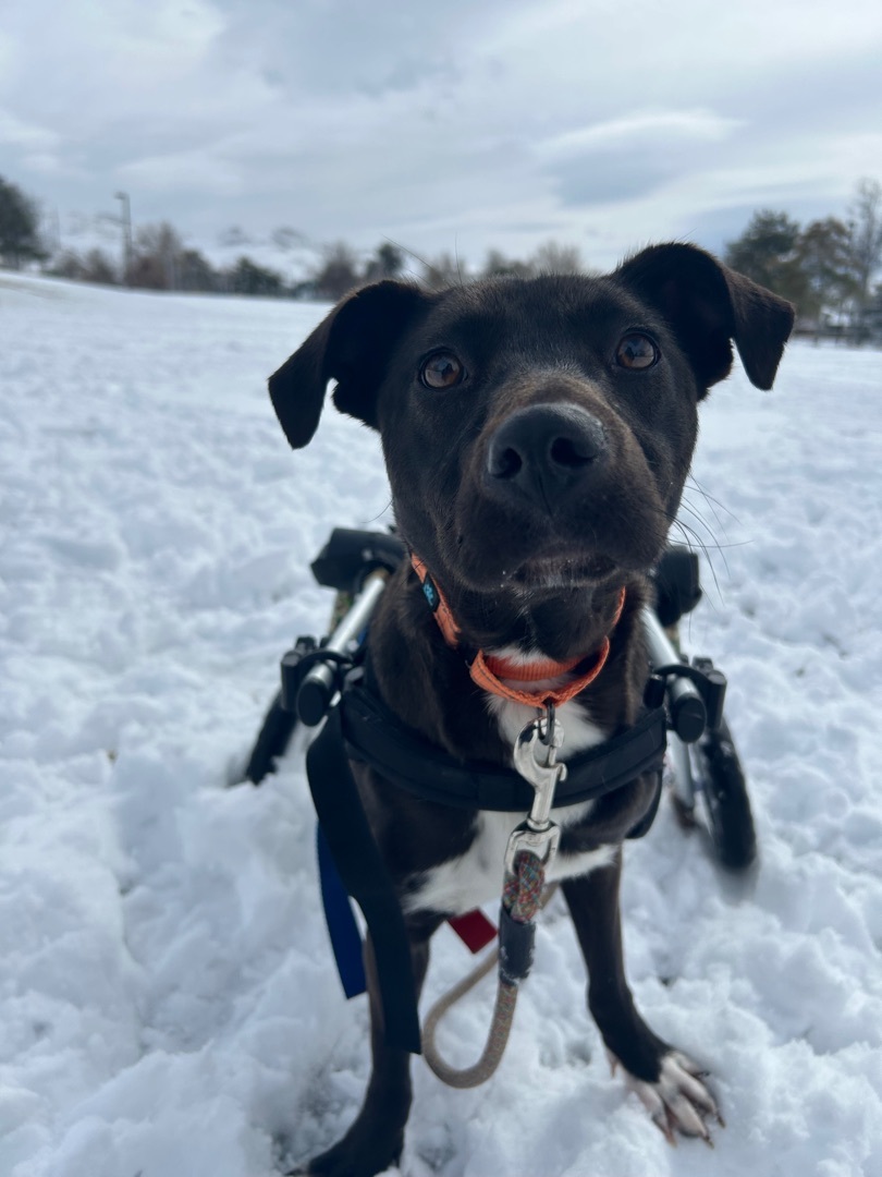 Holly, an adoptable Labrador Retriever in Sparks, NV, 89431 | Photo Image 11