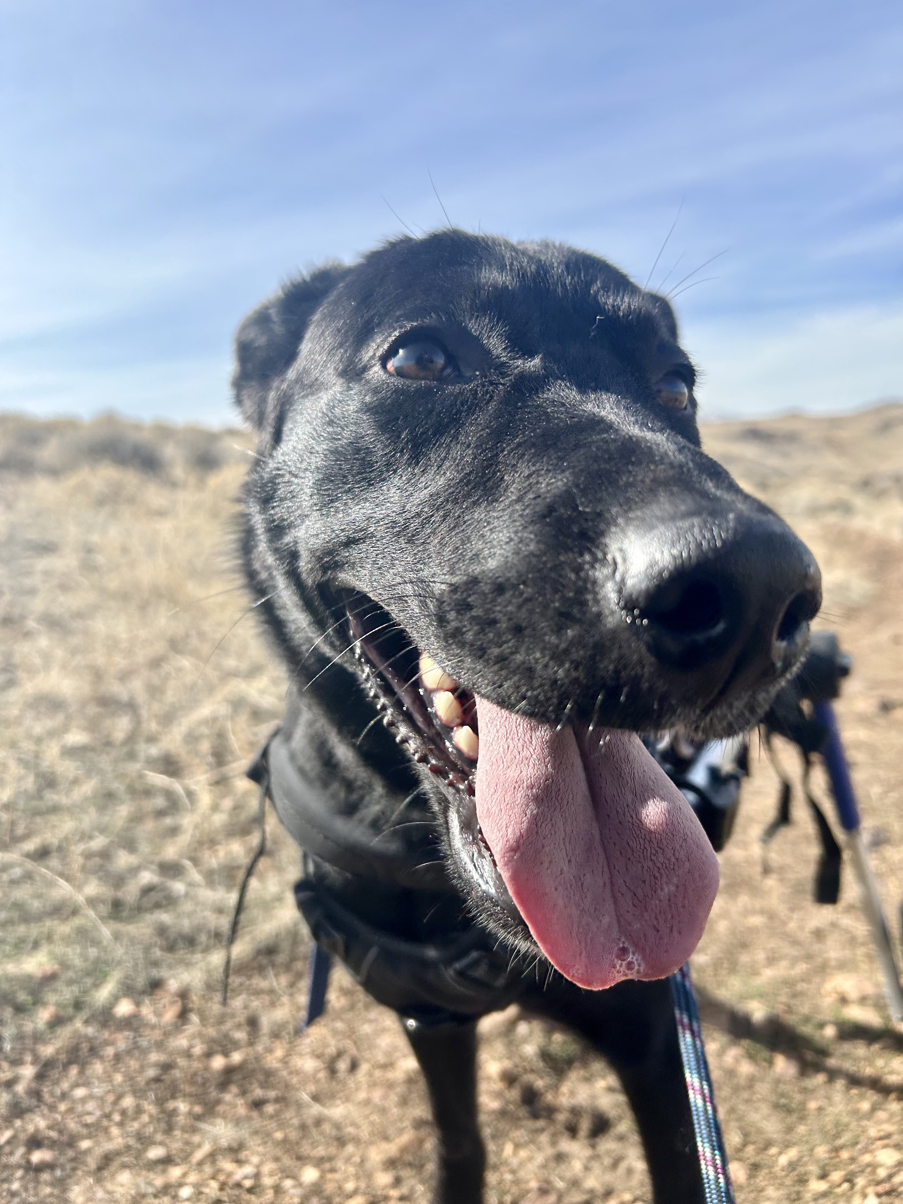 Wheelbur, an adoptable Black Labrador Retriever in Sparks, NV, 89431 | Photo Image 4