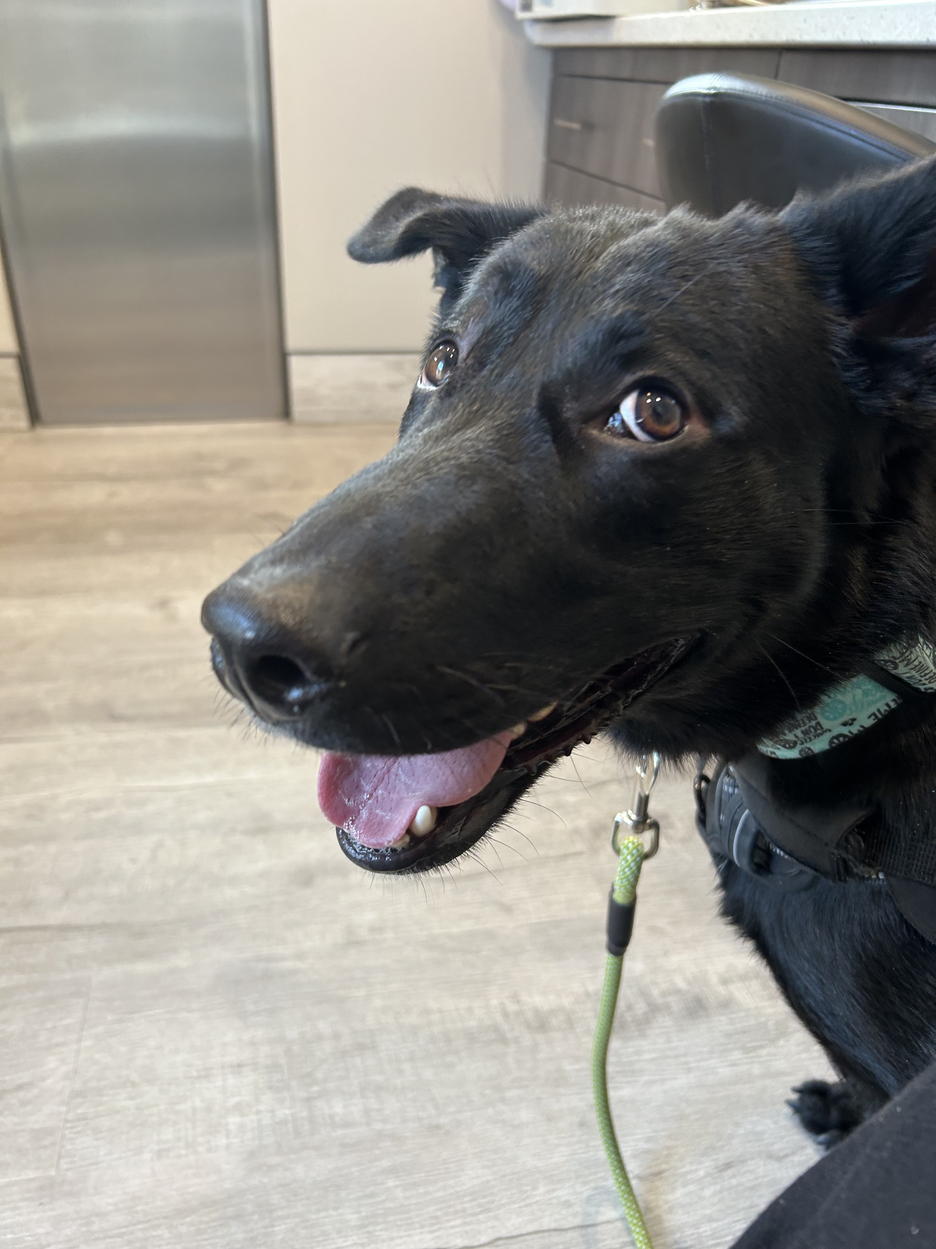 Wheelbur, an adoptable Black Labrador Retriever in Sparks, NV, 89431 | Photo Image 5