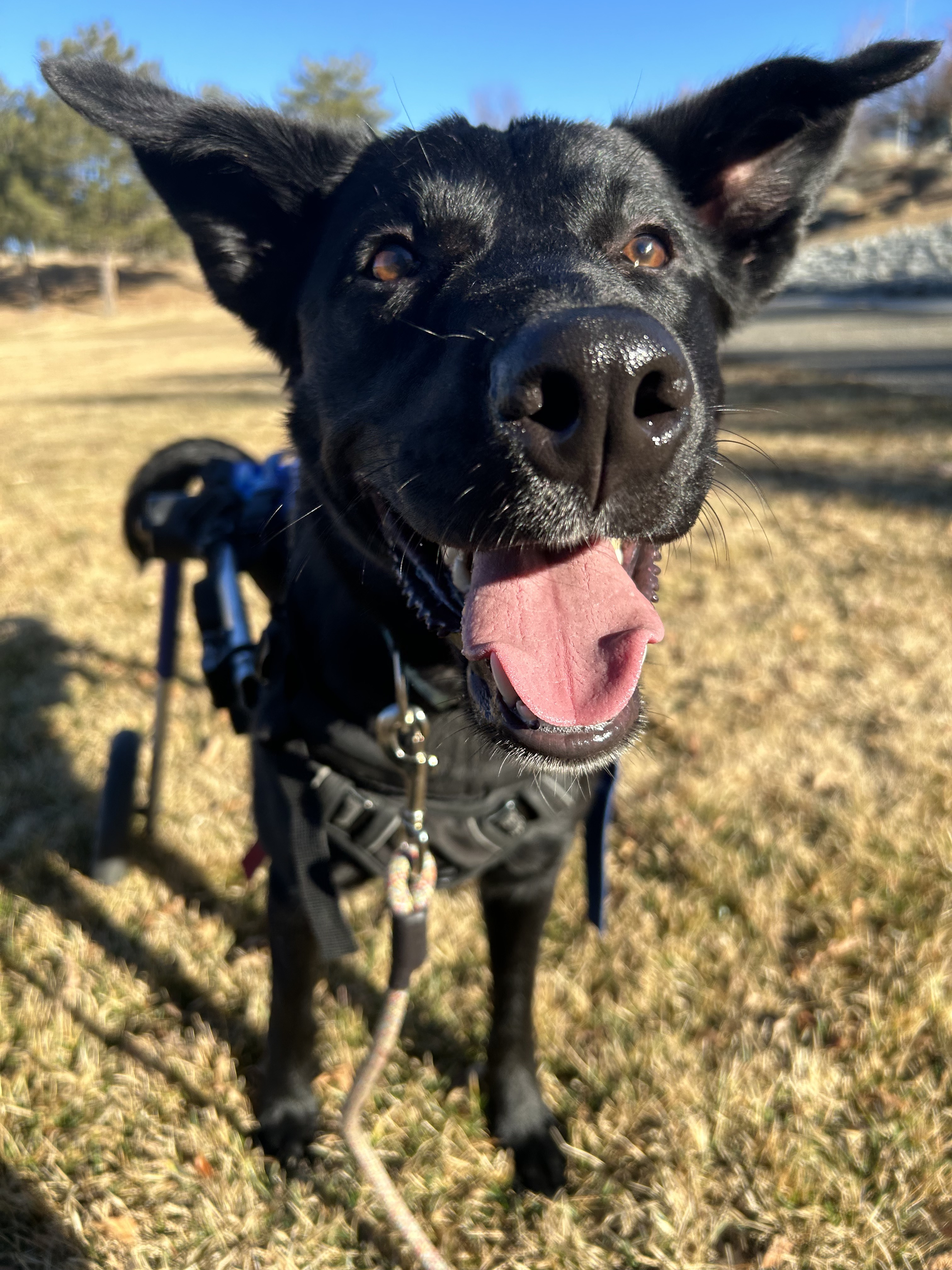 Wheelbur, an adoptable Black Labrador Retriever in Sparks, NV, 89431 | Photo Image 7