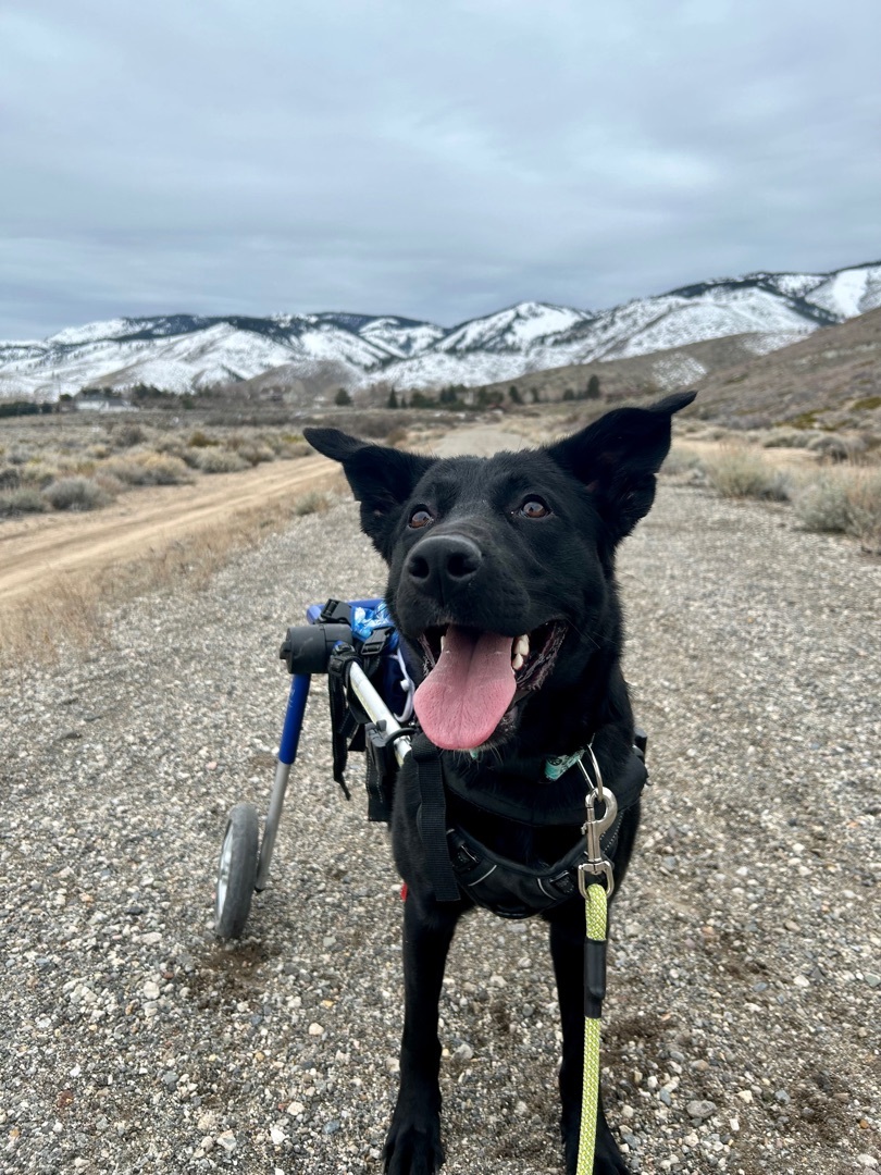 Wheelbur, an adoptable Black Labrador Retriever in Sparks, NV, 89431 | Photo Image 8