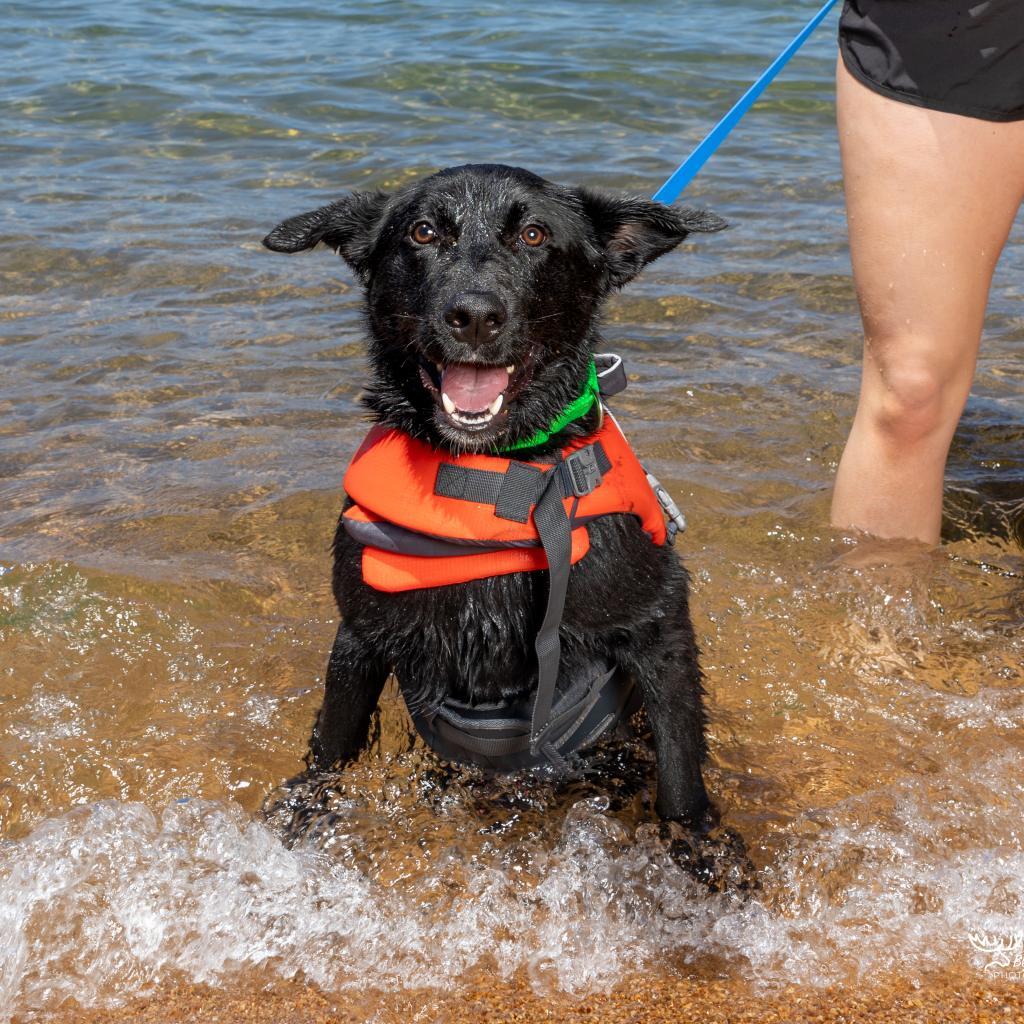 Wheelbur, an adoptable Black Labrador Retriever in Sparks, NV, 89431 | Photo Image 9