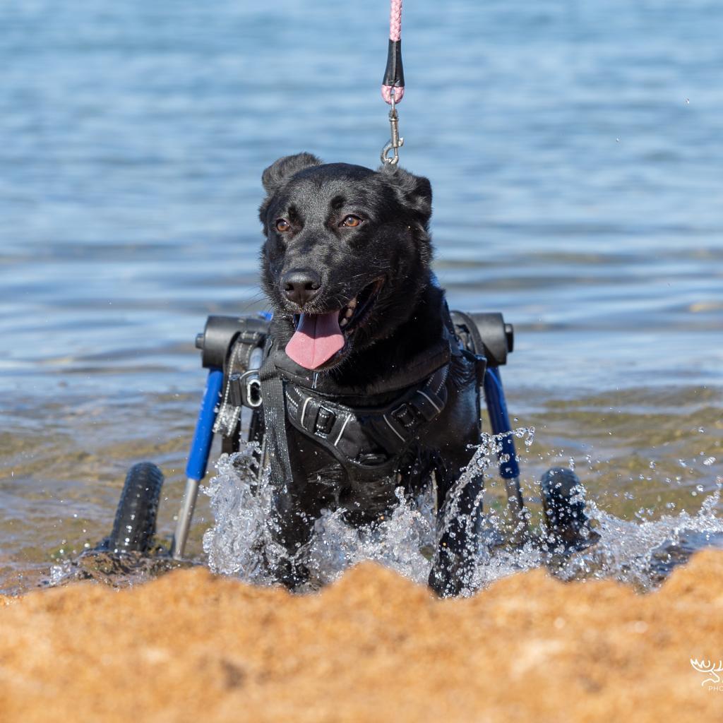 Wheelbur, an adoptable Black Labrador Retriever in Sparks, NV, 89431 | Photo Image 10