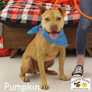 Pumpkin Terrier Dog