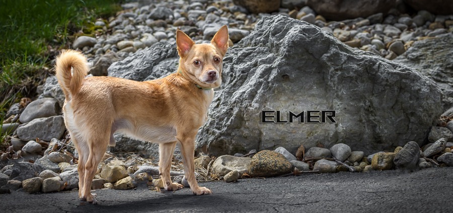 Elmer