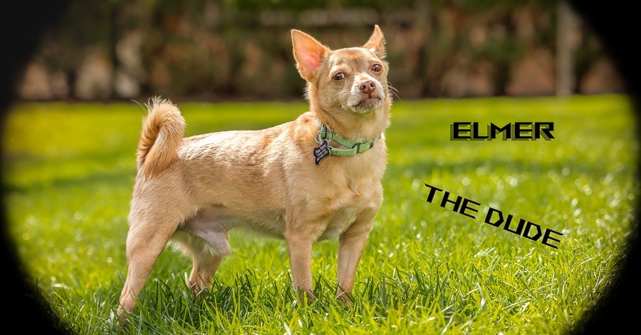 Elmer
