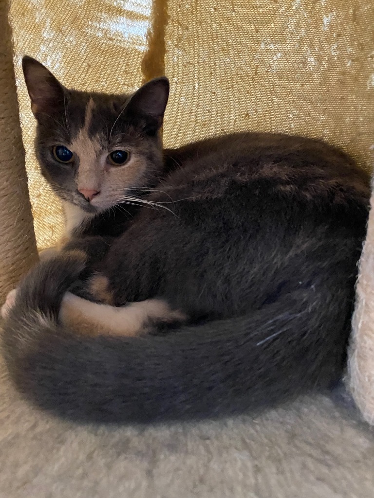 Sonya, an adoptable Domestic Short Hair in Plattsburgh, NY, 12901 | Photo Image 1