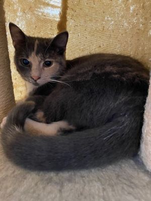 Sonya, Adult Female unknown