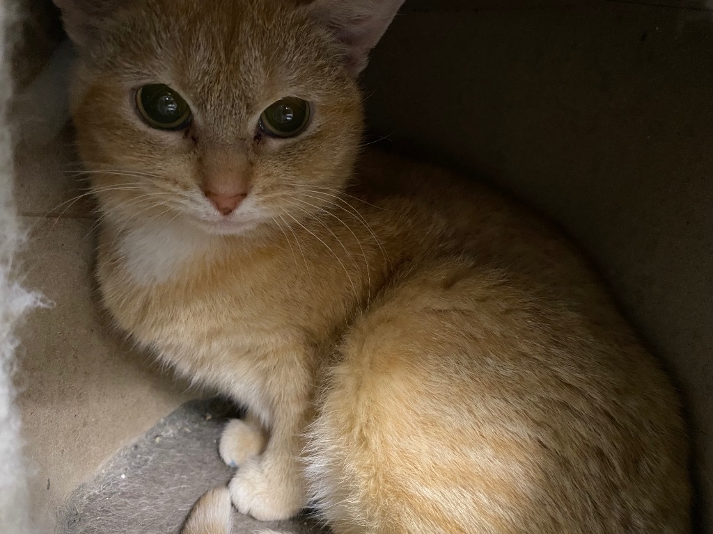 Noodle, an adoptable Domestic Short Hair in Plattsburgh, NY, 12901 | Photo Image 1