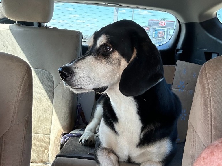 Bear, an adoptable Basset Hound, Shepherd in Salt Lake City, UT, 84108 | Photo Image 1