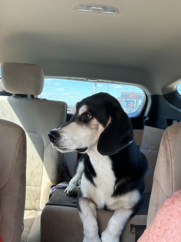 Bear, an adoptable Basset Hound, Shepherd in Salt Lake City, UT, 84108 | Photo Image 2