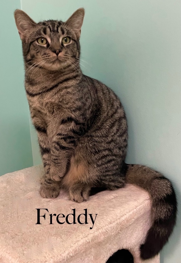 Cat for adoption - Freddy, a Domestic Long Hair Mix in Westfield, NY ...