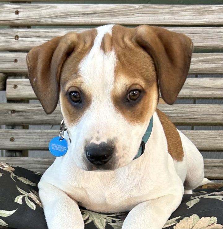 Chocolate hotsell boxer dog