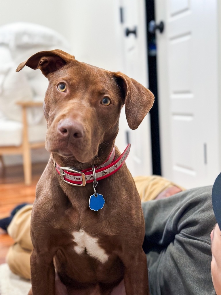 Brooke, an adoptable Weimaraner in Forsyth, GA, 31029 | Photo Image 1