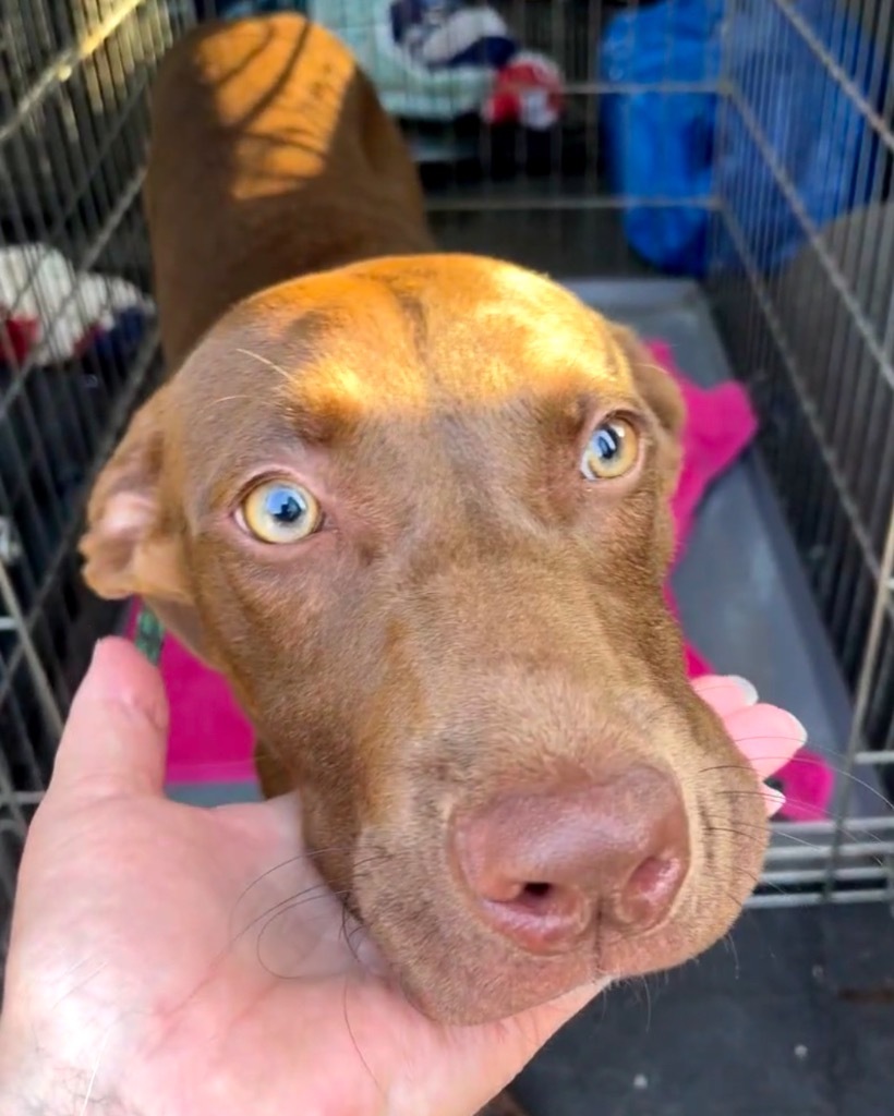 Brooke, an adoptable Weimaraner in Forsyth, GA, 31029 | Photo Image 2