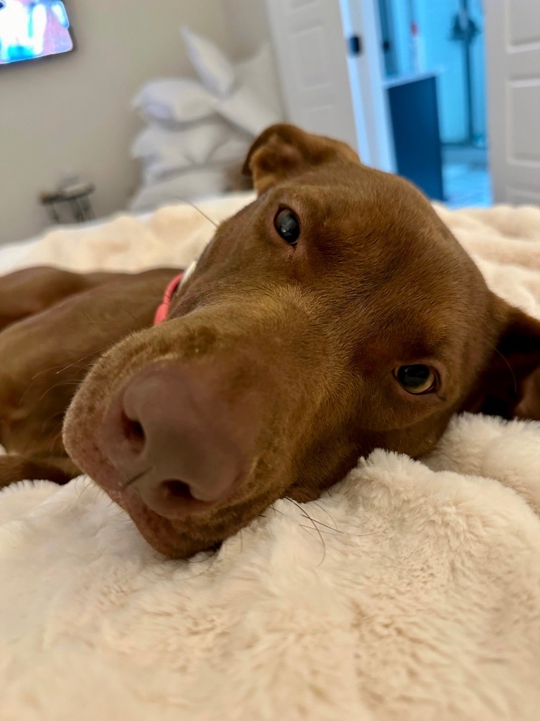 Brooke, an adoptable Weimaraner in Forsyth, GA, 31029 | Photo Image 3