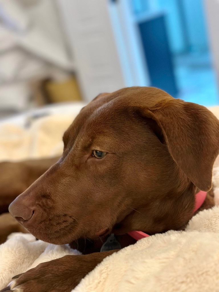 Brooke, an adoptable Weimaraner in Forsyth, GA, 31029 | Photo Image 4