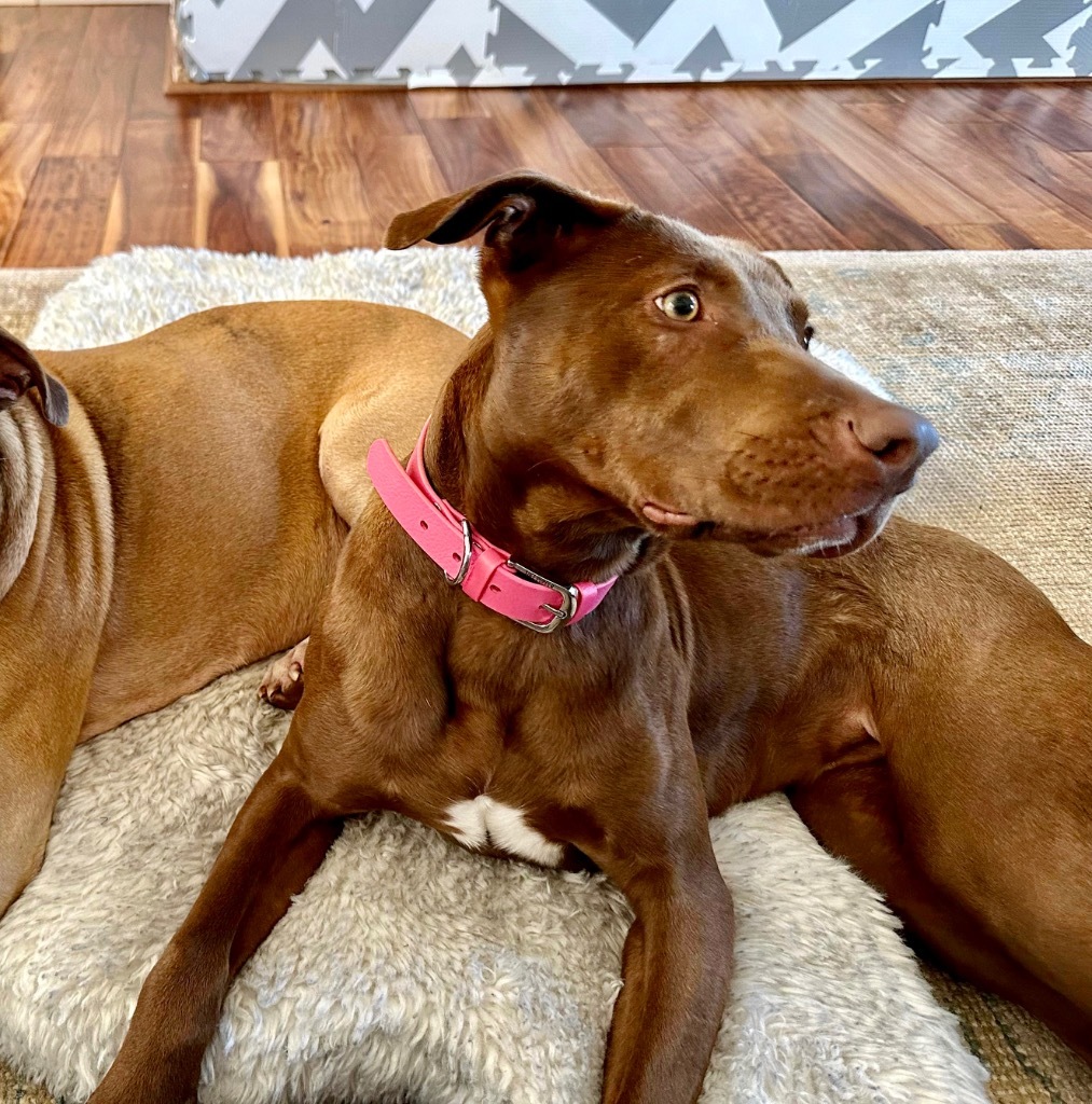 Brooke, an adoptable Weimaraner in Forsyth, GA, 31029 | Photo Image 5