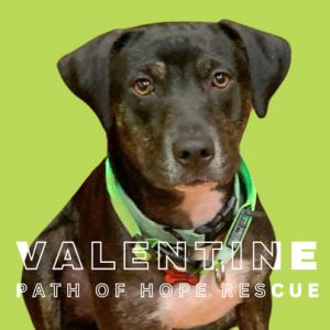 A funny Valentine to brighten your whole year Meet Valentine Valentine is in a foster home in Spoka