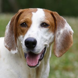 Thelma, Adult Female Hound